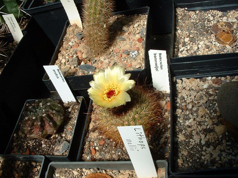 Notocactus bomrneljei.JPG